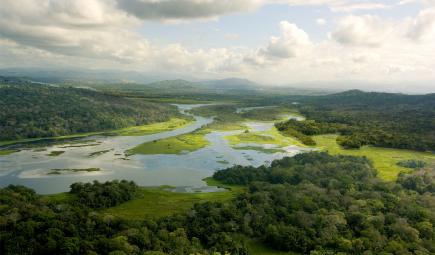Green wetland and forest 