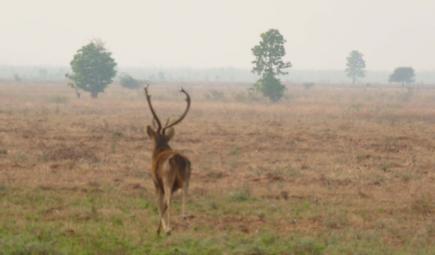 Eld's deer standing in misty field in Myanmar