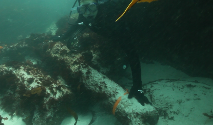 Underwater archaeology researchers identify guns on the wreck of the São José. Credit: Iziko Museums