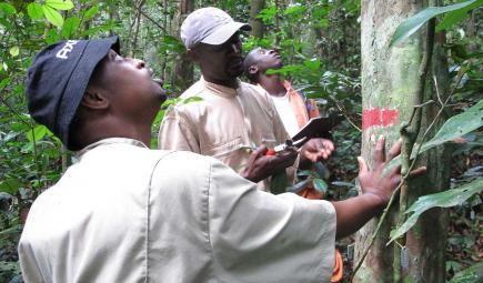 Ecologists examine a tree in the Rabi plot in Gabon