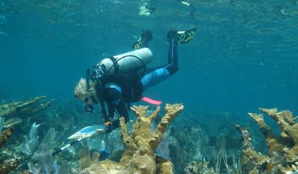 Researcher in dive gear surveys a coral reef