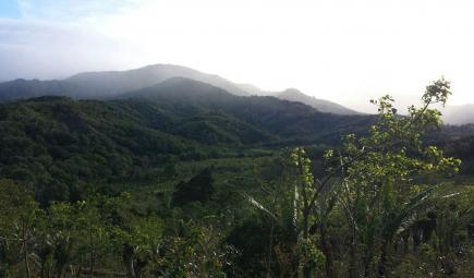 Shade-grown coffee plantation in forested mountains