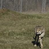 Biologist Adrienne Crosier observes a cheetah in an enclosure