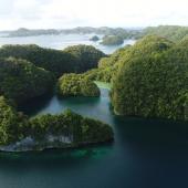 Forests emerging from the ocean in Palau.
