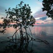 Mangrove tree in calm waters at sunset